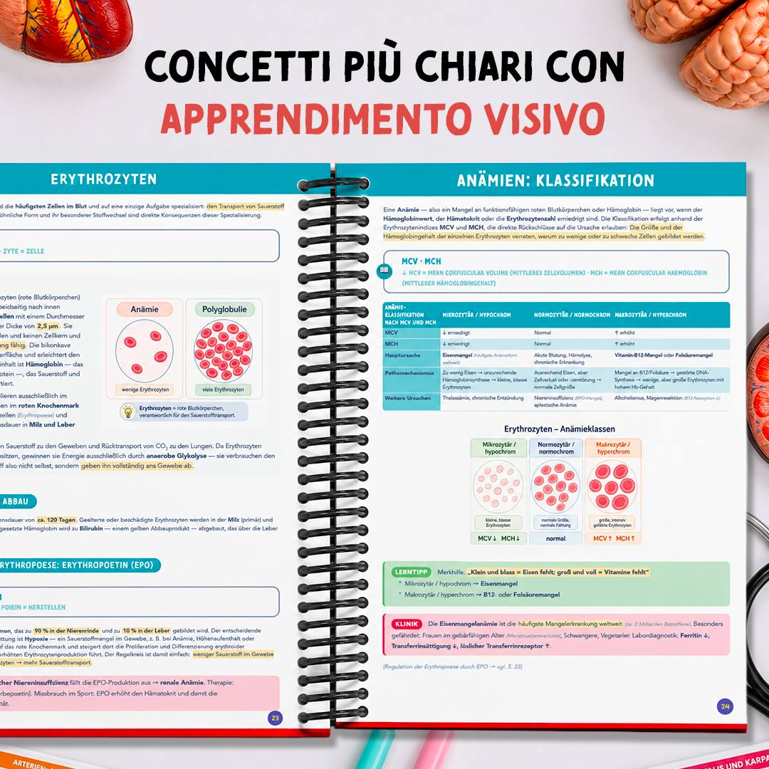 Band 2 — Physiologie & Physik — apprendimento visivo a colori