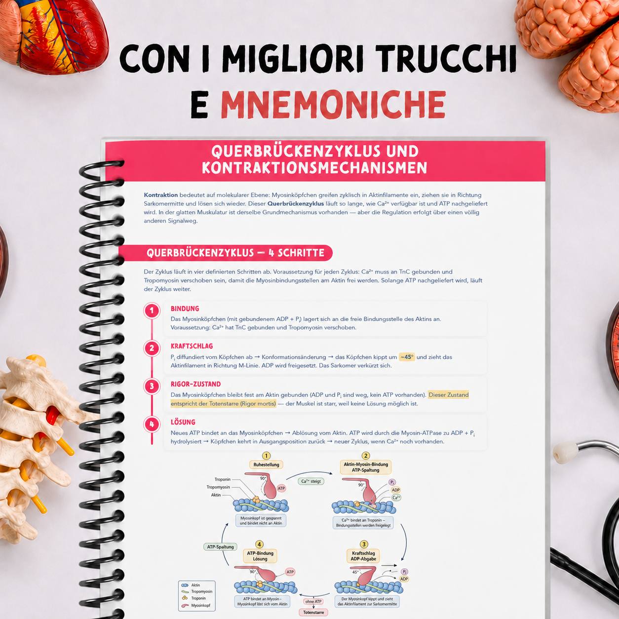 Band 3 — Biochemie & Chemie — i migliori trucchi e mnemoniche