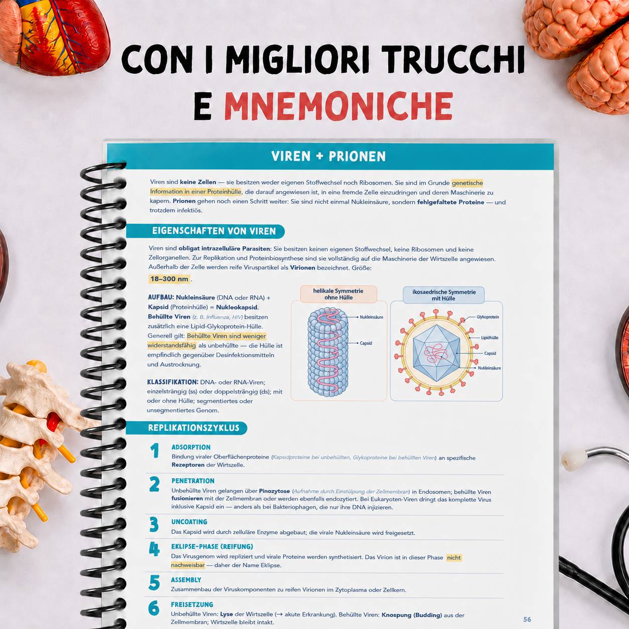Band 4 — Biologie & PsychSoz — i migliori trucchi e mnemoniche
