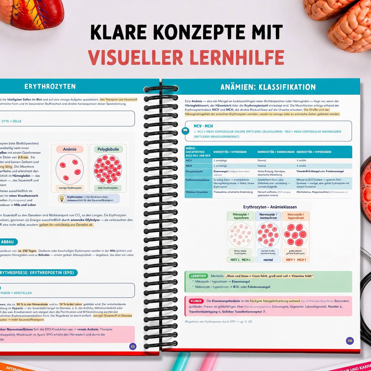Band 2 — Physiologie & Physik — visuelles Lernen in Farbe