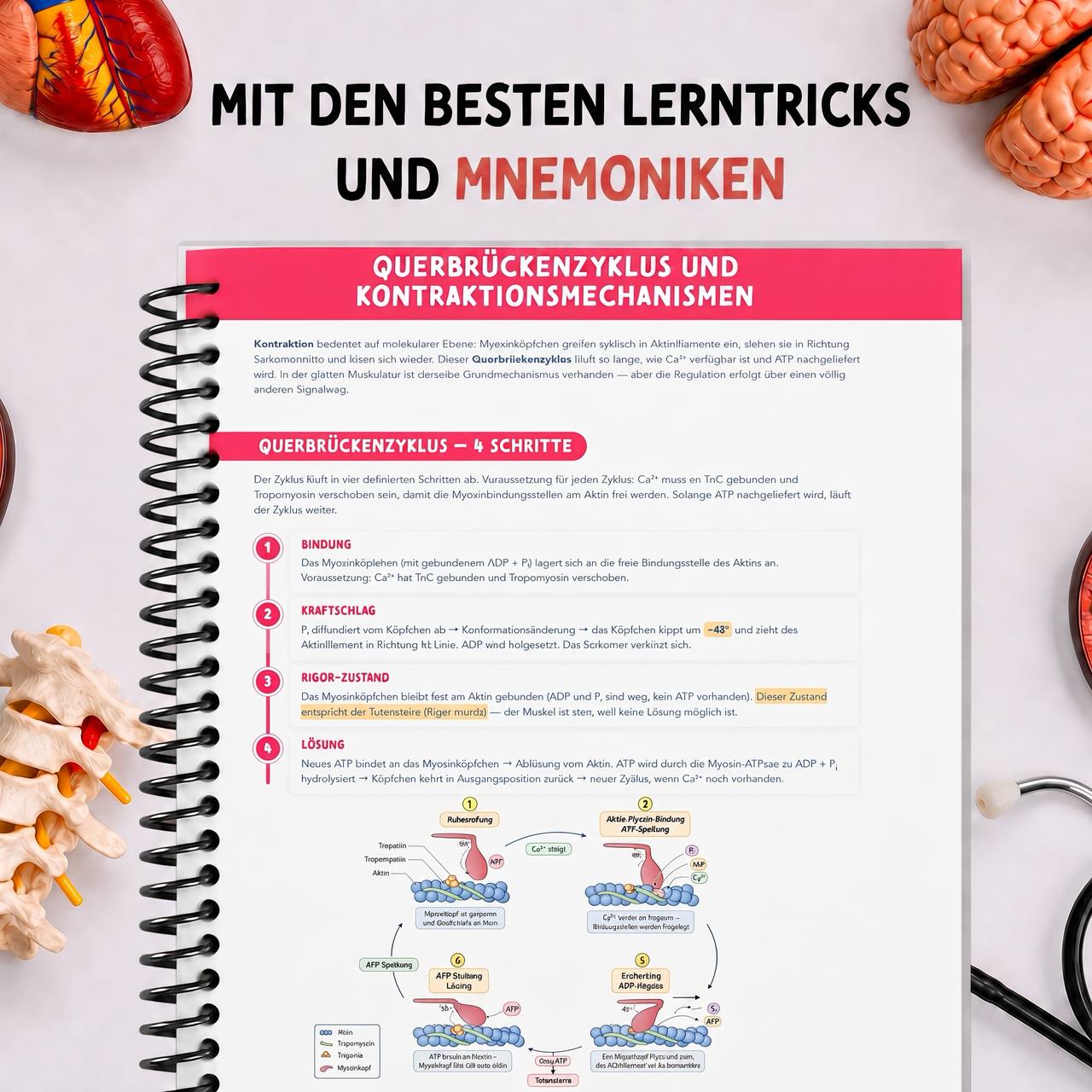 Band 3 — Biochemie & Chemie — die besten Merktricks und Eselsbrücken