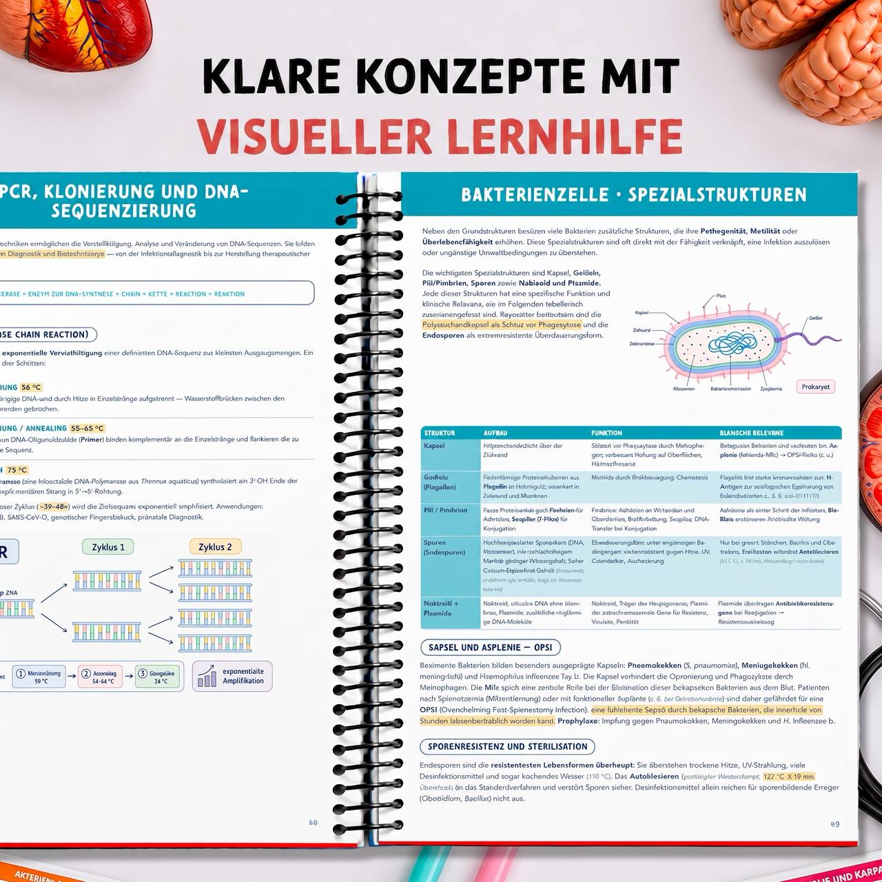 Band 4 — Biologie & PsychSoz — Visuelles Lernen in Farbe