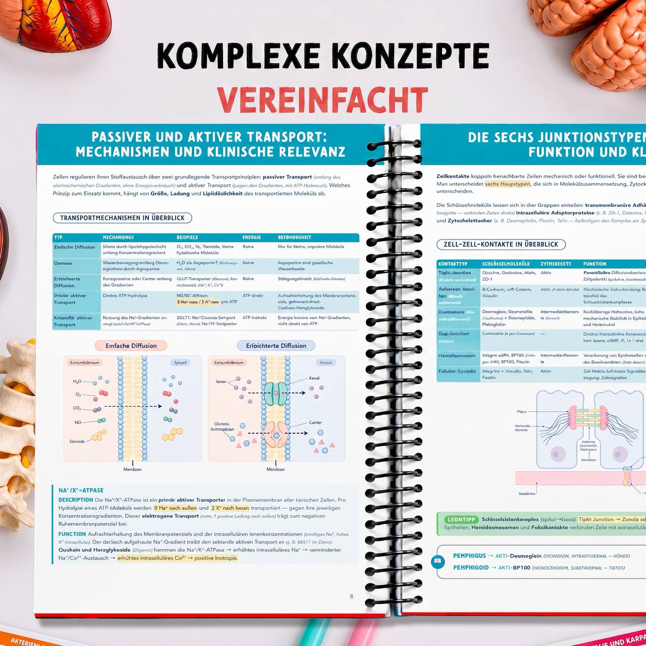 Band 4 — Biologie & PsychSoz — Komplexe Konzepte einfach erklärt