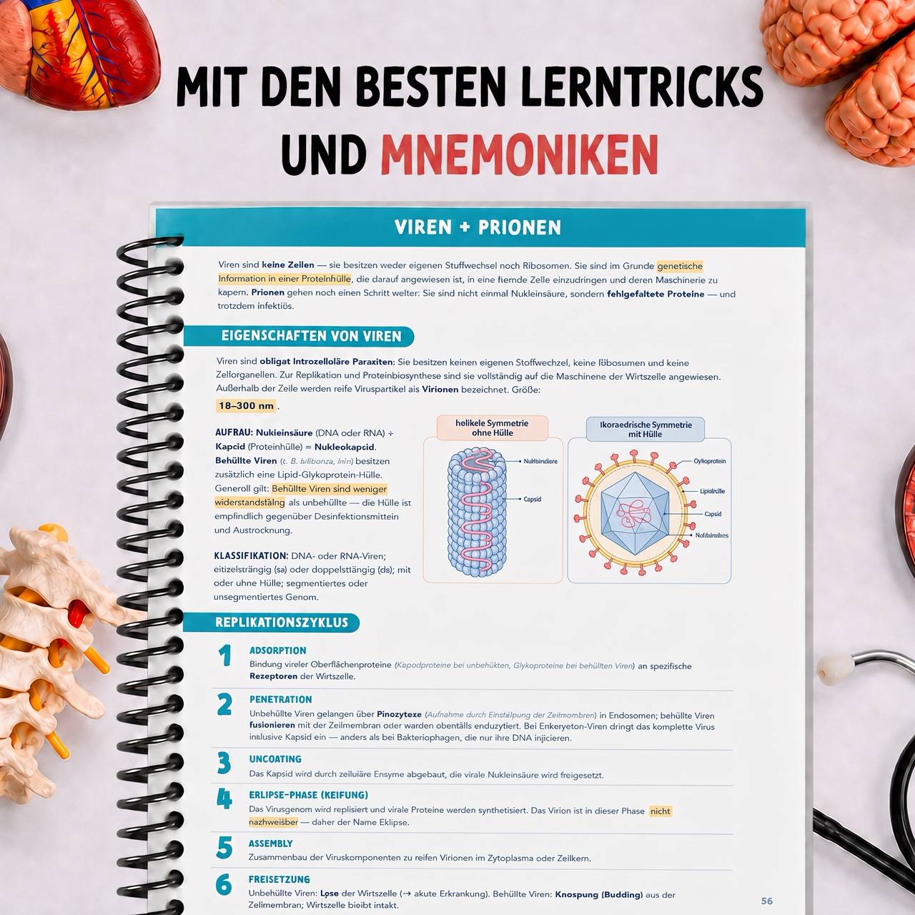 Band 4 — Biologie & PsychSoz — Die besten Merkhilfen und Eselsbrücken