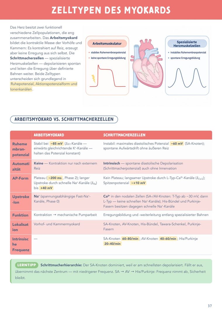 Innenseite Physiologie — das Herz, mit Illustration erklärt