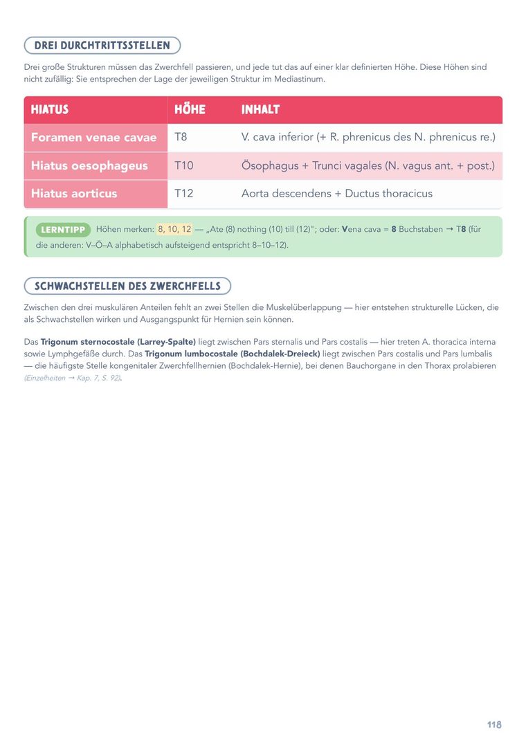 Innenseite Anatomie — Zwerchfell