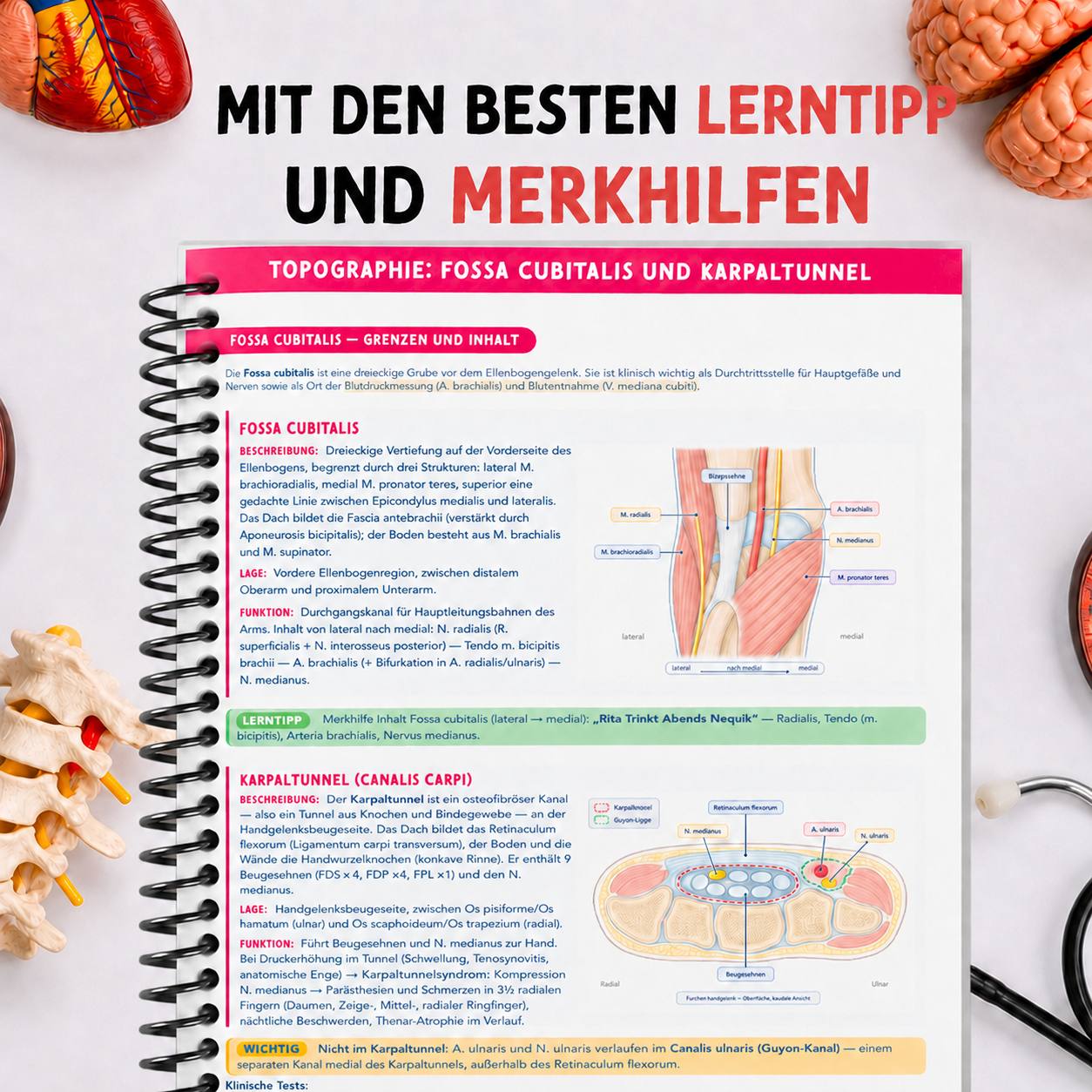 Band 1 — Anatomie & Histologie
