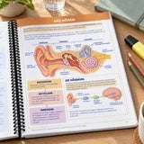 Das aufgeschlagene Buch auf dem Schreibtisch, Seite zum Hören mit Außen-, Mittel- und Innenohr